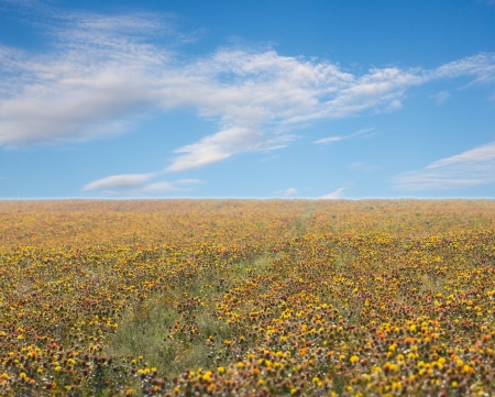 safflower flowers on the fieldの写真素材