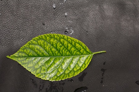 green leaf on a black leather background. macroの写真素材