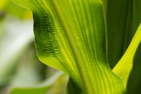 beautiful background from leaves of maize