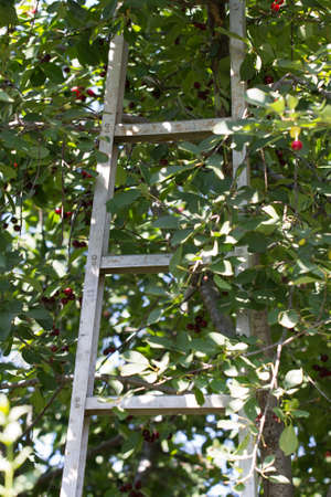 ladder on the treeの写真素材
