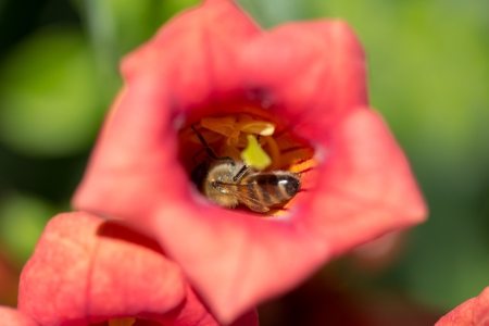 Bee in a red flower in nature. macroの写真素材