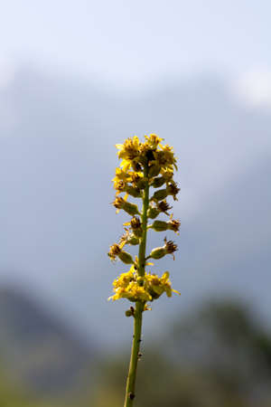 beautiful yellow flowers in natureの写真素材