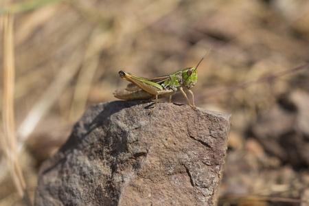 grasshopper on a stone. macroの写真素材