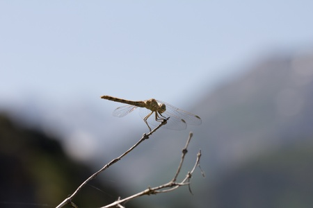 dragonfly on a background of mountainsの写真素材