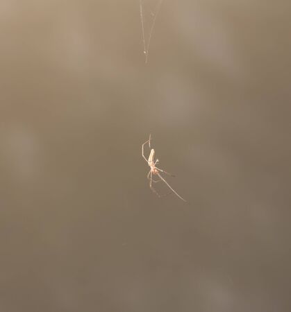 spider in nature. macro