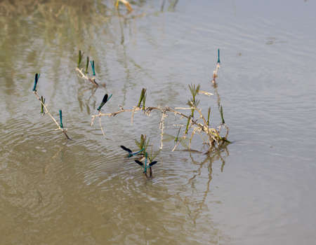 dragonfly on the water in nature