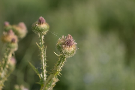 thorn blossoms in natureの写真素材