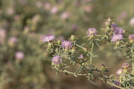 thorn blossoms in natureの写真素材