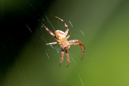 spider on the web. macroの写真素材