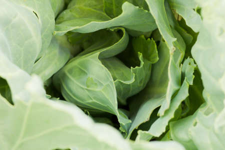 cabbage leaves in nature as the backgroundの写真素材
