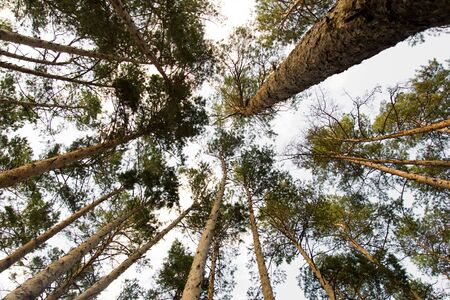 background of beautiful pine trees