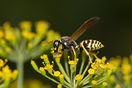 wasp in nature. macroの写真素材