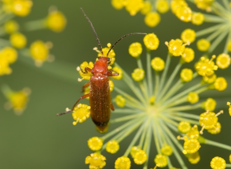small insect in nature. macroの写真素材