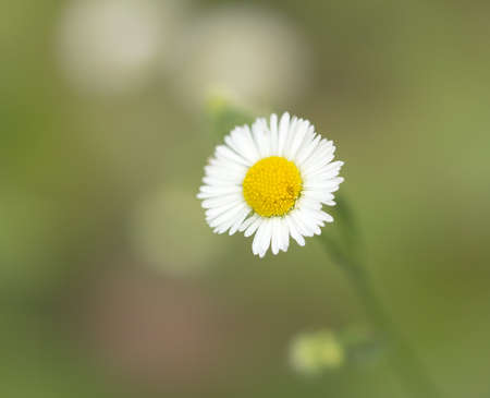 beautiful white daisy flower in natureの写真素材
