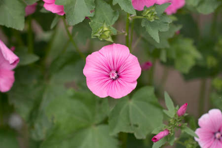 beautiful pink flowers in natureの写真素材