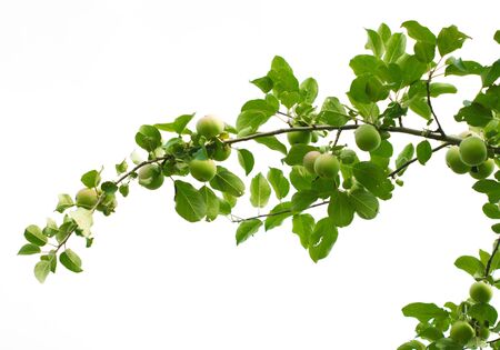 branch with apples on a white backgroundの写真素材