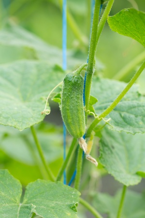 cucumber in natureの写真素材