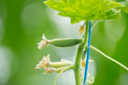 cucumber in natureの写真素材
