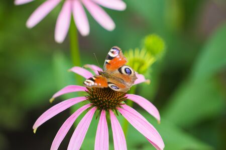 beautiful butterfly on a flower in natureの写真素材