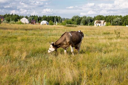 Cows on pasture in Nature Outdoorsの写真素材