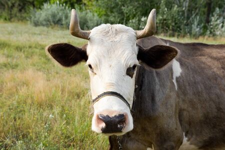 Cows on pasture in Nature Outdoorsの写真素材