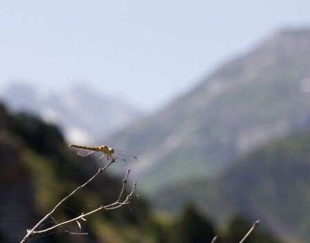 dragonfly on a background of mountainsの写真素材