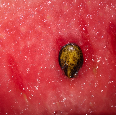 watermelon seeds. macroの写真素材