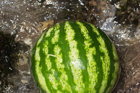Watermelon in waterの写真素材