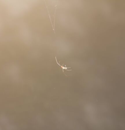 spider in nature. macroの写真素材