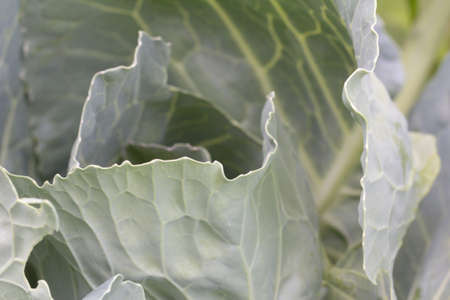 cabbage leaves in nature as the backgroundの写真素材