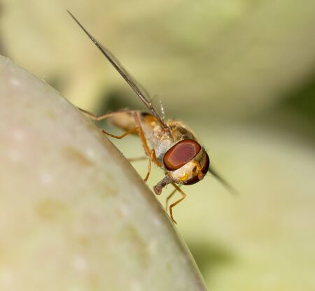 fly on the wild nature