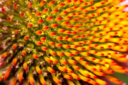 beautiful flower in nature. macroの写真素材