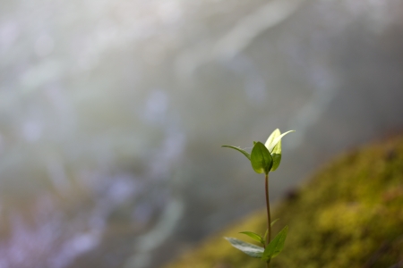 small sprout plants in natureの写真素材