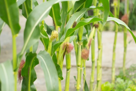 corn on the nature