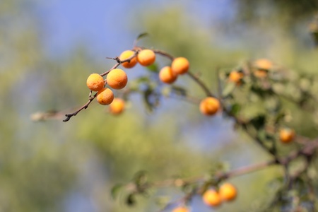 yellow plumsの写真素材