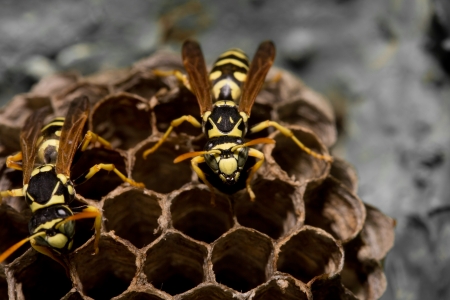 wasps on comb. macroの写真素材