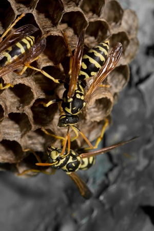 wasps on comb. macroの写真素材