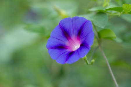 Beautiful blue flower on nature