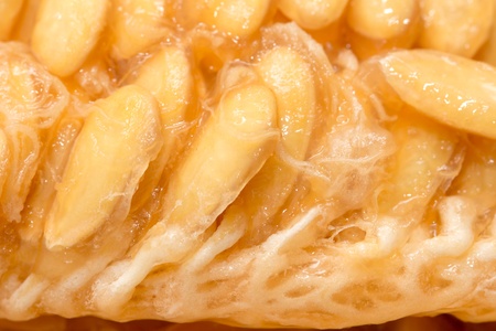 background of melon seedの写真素材