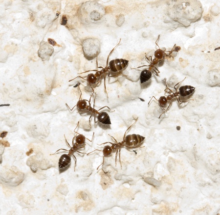 ants on the wall. macroの写真素材
