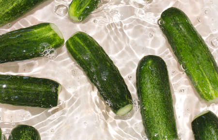 cucumbers in the water as a backgroundの写真素材