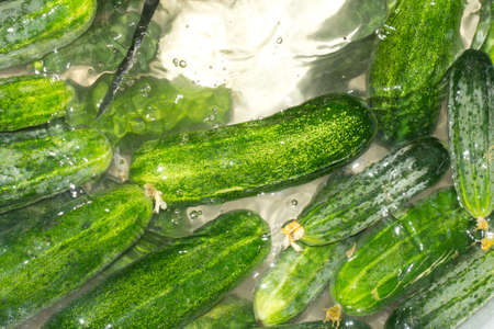 cucumbers in the water as a backgroundの写真素材