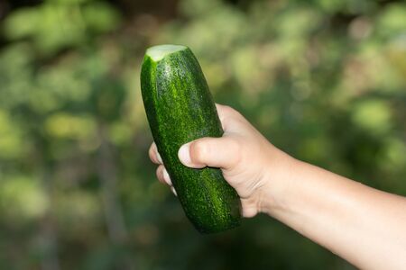 cucumber in the children's handの写真素材