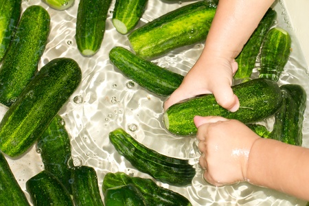 cucumber in the children's handの写真素材