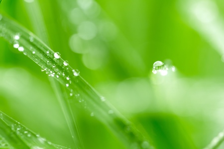water drops on grass in nature. Macro