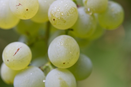 Green grapes on the natureの写真素材