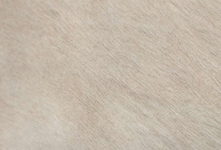 cow skin as background