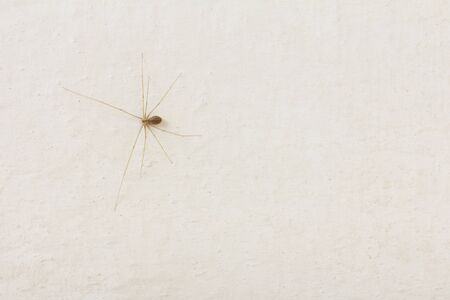 Spider on a white wall. macroの写真素材
