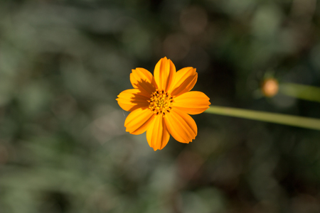yellow flower in natureの写真素材