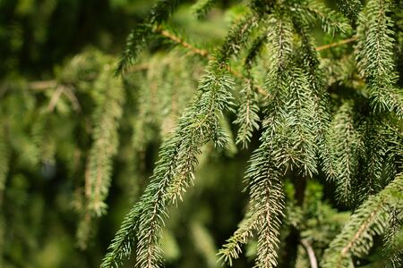 spruce branch on the natureの写真素材